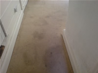 Carpet
